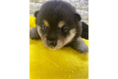 成約済の茨城県の豆柴-275144の1枚目