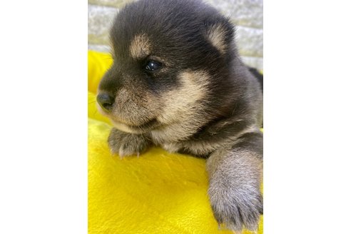 成約済の茨城県の豆柴-275144の3枚目