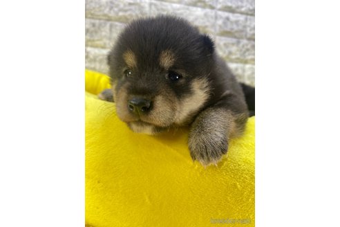 成約済の茨城県の豆柴-275144の4枚目