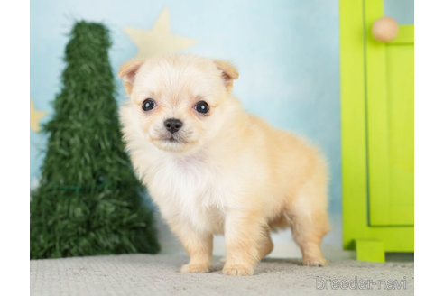 成約済の千葉県のチワワ(ロングコート)-275145の5枚目