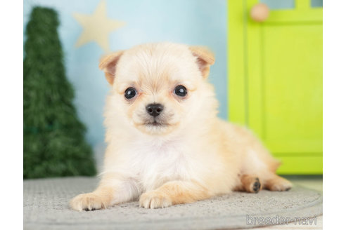 成約済の千葉県のチワワ(ロングコート)-275145の4枚目