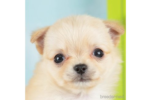 成約済の千葉県のチワワ(ロングコート)-275145の1枚目