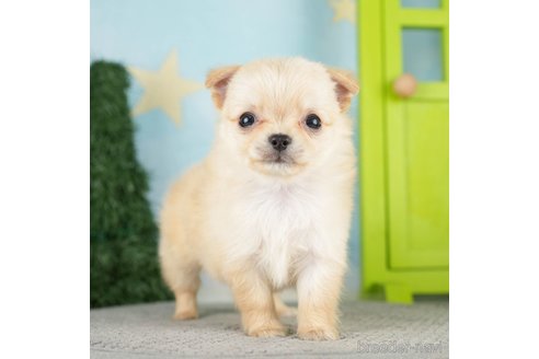 成約済の千葉県のチワワ(ロングコート)-275145の2枚目