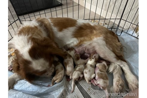 成約済の埼玉県のキャバリアキングチャールズスパニエル-275150の11枚目