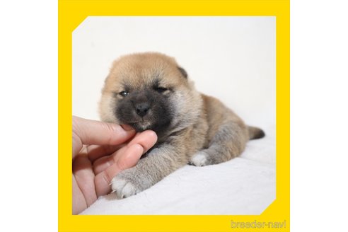 成約済の岡山県の柴犬-272792の25枚目