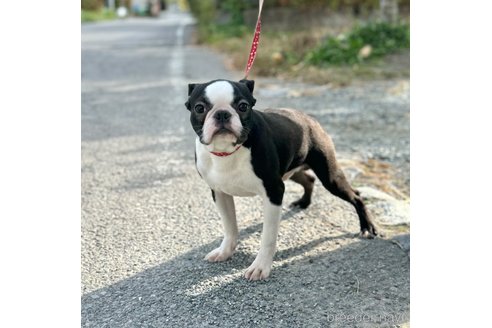 成約済の山梨県のボストンテリア-272985の3枚目
