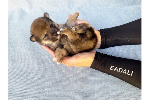 成約済の奈良県の豆柴-275171の1枚目