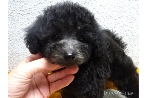 成約済の大阪府のタイニープードル-272940の1枚目