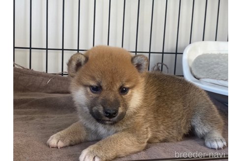 成約済の岡山県の柴犬-275182の1枚目