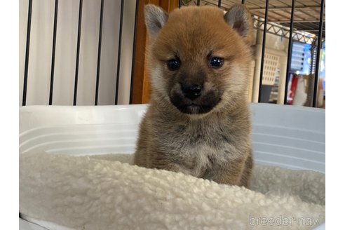 成約済の岡山県の柴犬-275182の5枚目