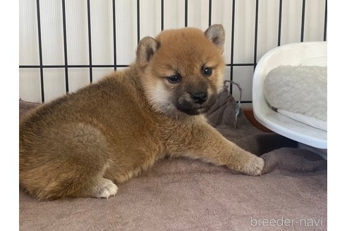 成約済の岡山県の柴犬-275182の3枚目