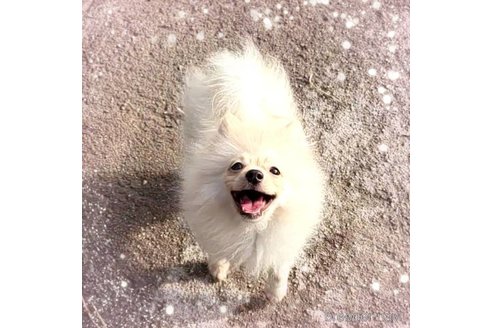 成約済の茨城県のポメラニアン-260067の39枚目