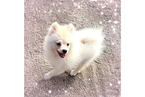 成約済の茨城県のポメラニアン-260067の38枚目