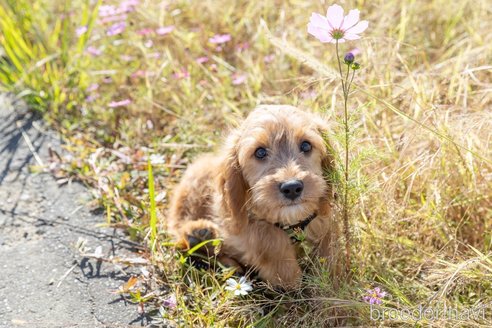 成約済の福岡県のキャバプー:キャバリア×トイプードル-258593の28枚目