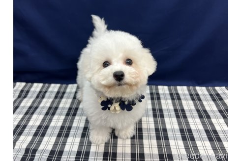 成約済の東京都のビションフリーゼ-269732の1枚目