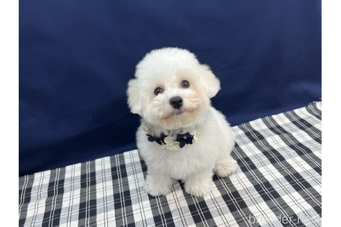 成約済の東京都のビションフリーゼ-269732の3枚目