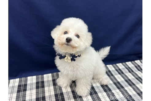 成約済の東京都のビションフリーゼ-269732の2枚目