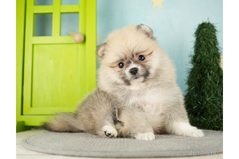 成約済の千葉県のポメラニアン-275198の5枚目