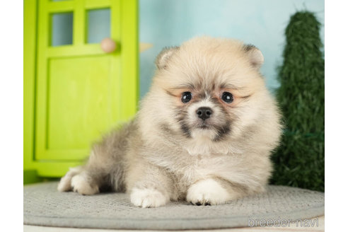 成約済の千葉県のポメラニアン-275198の4枚目