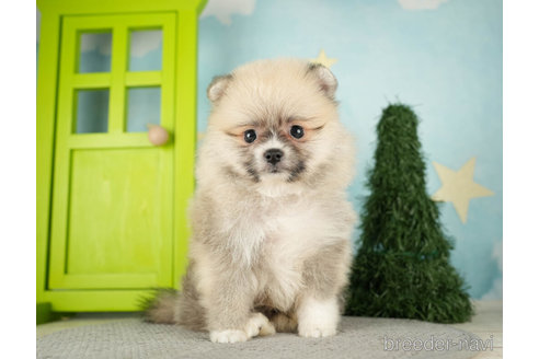 成約済の千葉県のポメラニアン-275198の3枚目