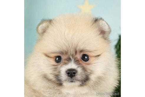 成約済の千葉県のポメラニアン-275198の2枚目