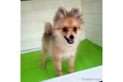 成約済の茨城県のポメラニアン-255189の16枚目
