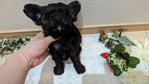 成約済の広島県のチワプー:チワワ×トイプードル-271215の203枚目