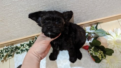 成約済の広島県のチワプー:チワワ×トイプードル-271215の199枚目