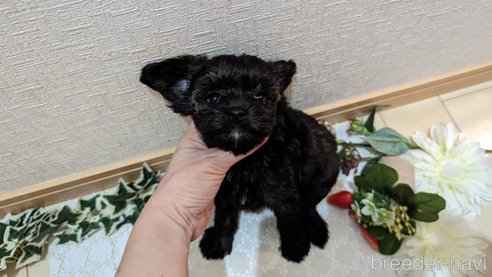 成約済の広島県のチワプー:チワワ×トイプードル-271215の196枚目
