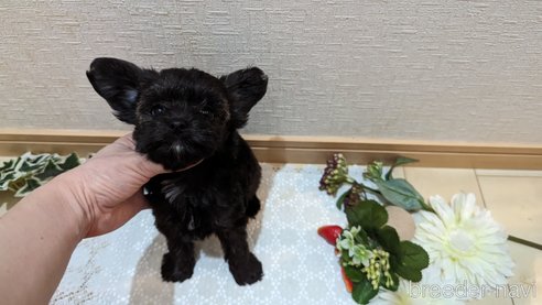 成約済の広島県のチワプー:チワワ×トイプードル-271215の194枚目