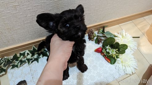 成約済の広島県のチワプー:チワワ×トイプードル-271215の191枚目