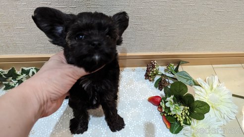 成約済の広島県のチワプー:チワワ×トイプードル-271215の189枚目