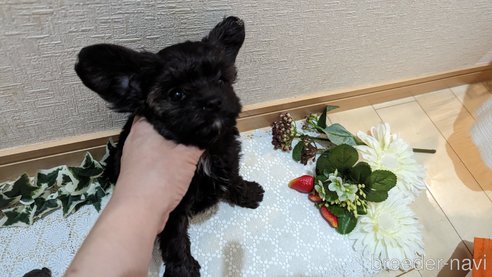成約済の広島県のチワプー:チワワ×トイプードル-271215の187枚目
