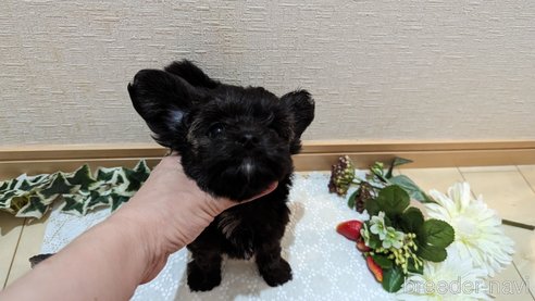 成約済の広島県のチワプー:チワワ×トイプードル-271215の188枚目