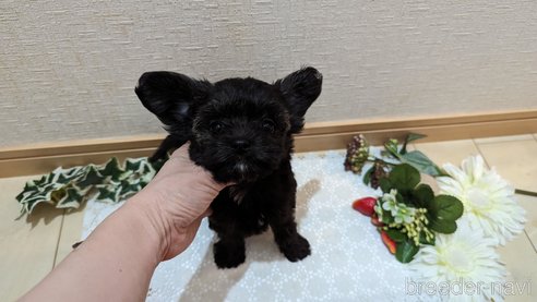成約済の広島県のチワプー:チワワ×トイプードル-271215の186枚目