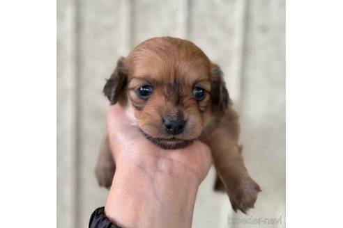 成約済の山梨県のチワックス:チワワ×ミニチュアダックスフンド-273084の14枚目