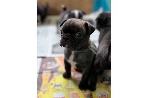 成約済の山梨県のミックス犬-271633の12枚目