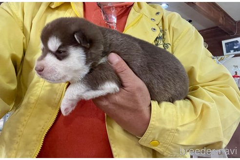 成約済の長野県のシベリアンハスキー-275292の2枚目