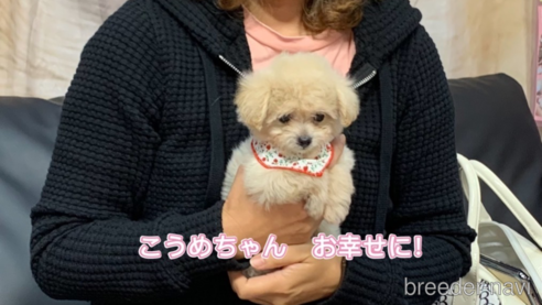 成約済の岐阜県のミックス犬-266487の1枚目