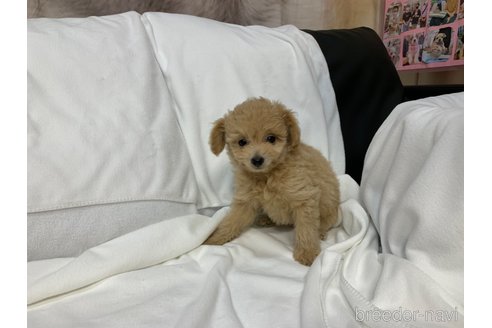 成約済の岐阜県のミックス犬-267582の3枚目