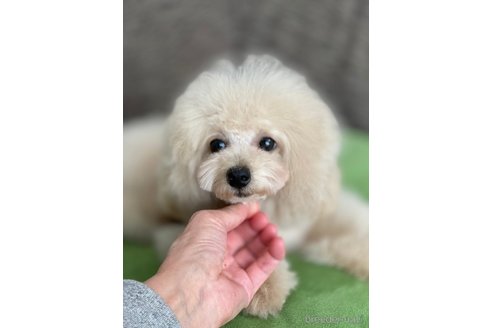 成約済の愛知県のタイニープードル-275337の61枚目