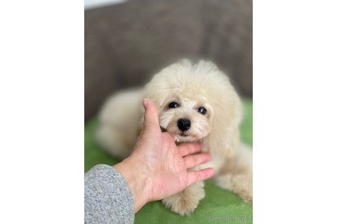 成約済の愛知県のタイニープードル-275337の60枚目
