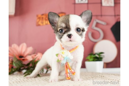 成約済の神奈川県のチワワ(ロングコート)-275349の6枚目