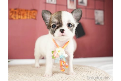 成約済の神奈川県のチワワ(ロングコート)-275349の3枚目