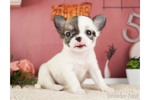 成約済の神奈川県のチワワ(ロングコート)-275349の4枚目