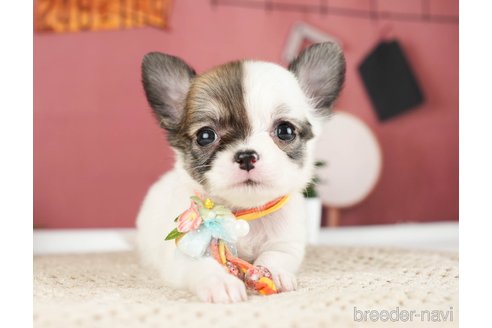 成約済の神奈川県のチワワ(ロングコート)-275349の1枚目