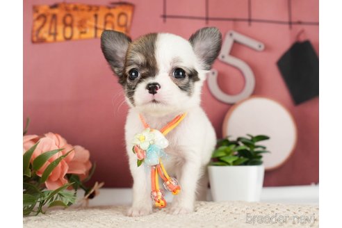 成約済の神奈川県のチワワ(ロングコート)-275349の5枚目