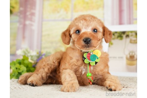 成約済の神奈川県のトイプードル-275360の7枚目