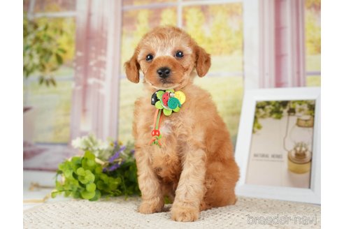 成約済の神奈川県のトイプードル-275360の3枚目