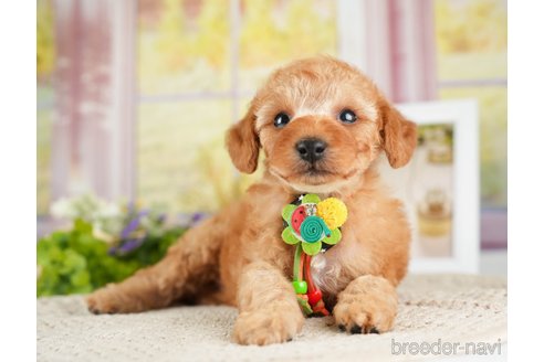 成約済の神奈川県のトイプードル-275360の4枚目